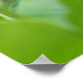 Goldfinch (Spinus tristis) landend op een Coneflow Poster (Hoek)