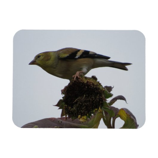 Goldfinch Sunflower Perch Magnet Magneet (Horizontaal)
