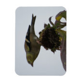 Goldfinch Sunflower Perch Magnet Magneet (Verticaal)