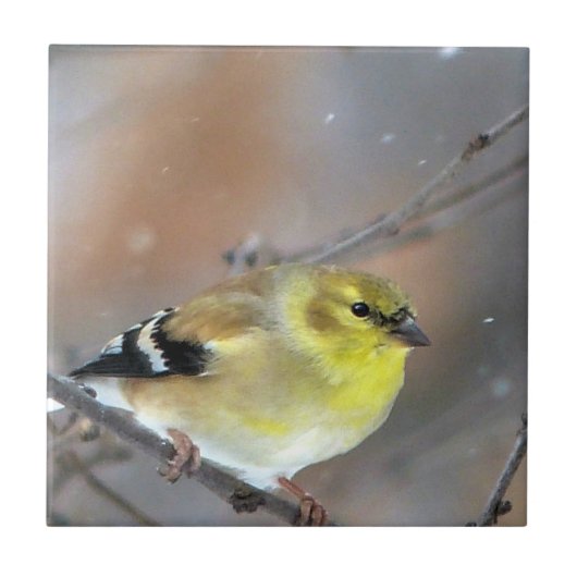 Goldfinch Tegeltje (Voorkant)