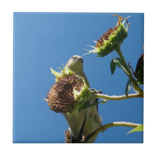 Goldfinch Tegeltje (Voorkant)