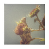 Goldfinch Tegeltje (Voorkant)