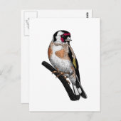 Goldfinch tekening briefkaart (Voorkant / Achterkant)