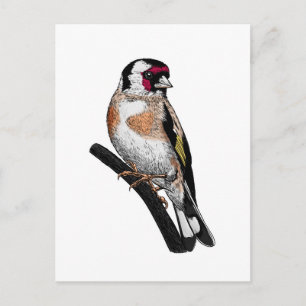 Goldfinch tekening briefkaart