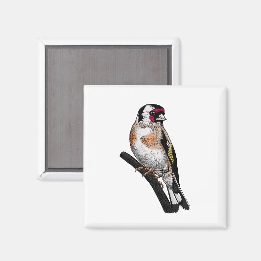 Goldfinch tekening magneet (Voorkant / Achterkant)