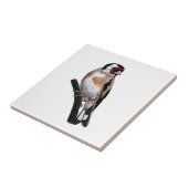 Goldfinch tekening tegeltje (Zijkant)