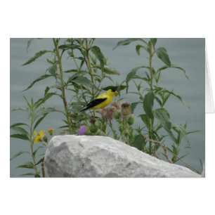 Goldfinch, Thistle & Rock bij Lakeshore