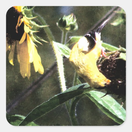 Goldfinch Vierkante Sticker (Voorkant)