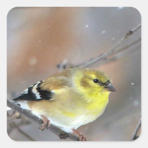 Goldfinch Vierkante Sticker