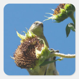 Goldfinch Vierkante Sticker