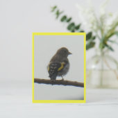 Goldfinch Young DIY Briefkaart (Staand voorkant)