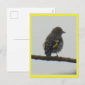 Goldfinch Young DIY Briefkaart (Voorkant / Achterkant)