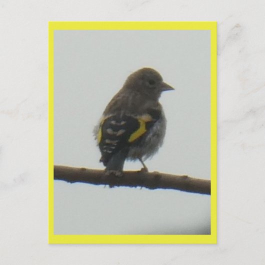 Goldfinch Young DIY Briefkaart (Voorkant)