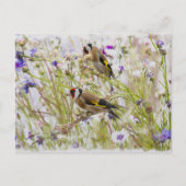 Goldfinches Briefkaart (Voorkant)