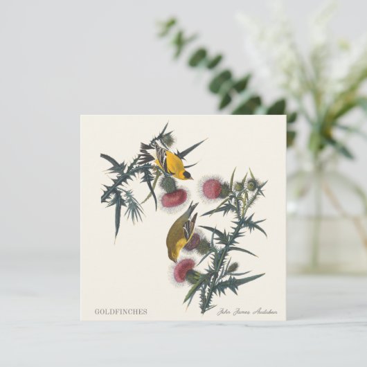 Goldfinches by John James Audubon (Staand voorkant)