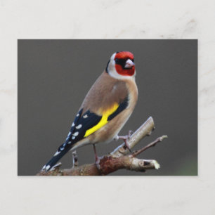Goldfinevogel Briefkaart