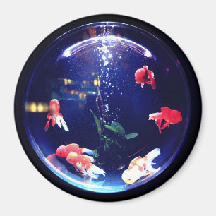 Goldfish bowl aquarium magnet