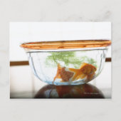 Goldfish bowl briefkaart (Voorkant)