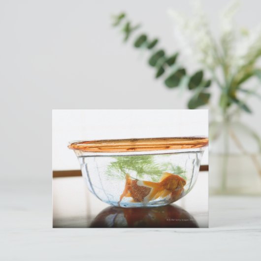 Goldfish bowl briefkaart (Staand voorkant)