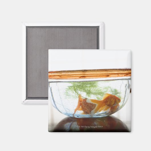 Goldfish bowl magneet (Voorkant / Achterkant)