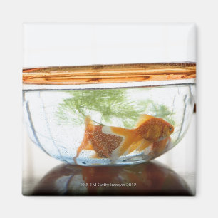 Goldfish bowl magneet