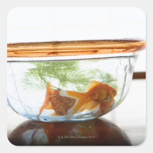 Goldfish bowl vierkante sticker (Voorkant)