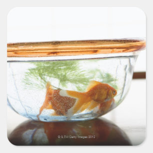 Goldfish bowl vierkante sticker