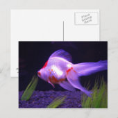 Goldfish Briefkaart (Voorkant / Achterkant)