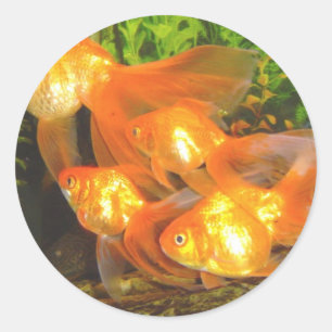 Goldfish Galore Ronde Sticker