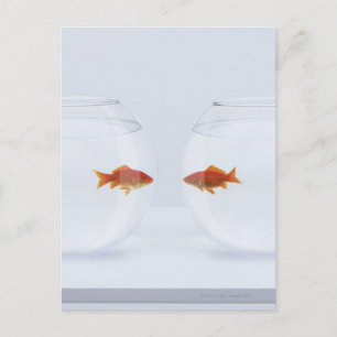 Goldfish in afzonderlijke viskommen die naar voren briefkaart