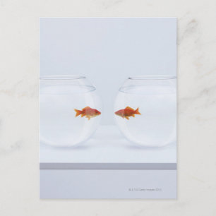 Goldfish in aparte viskommen die naar de fac kijke briefkaart