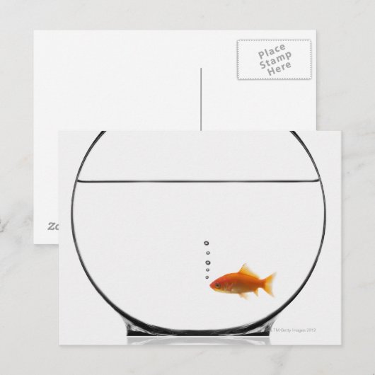 Goldfish in bowl briefkaart (Voorkant / Achterkant)