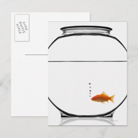 Goldfish in bowl briefkaart (Voorkant / Achterkant)