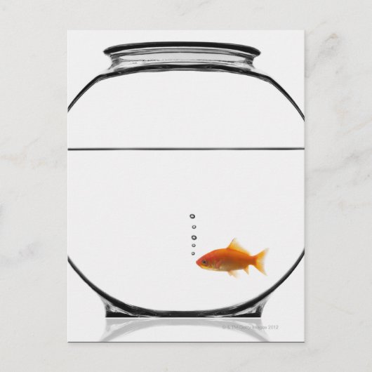 Goldfish in bowl briefkaart (Voorkant)