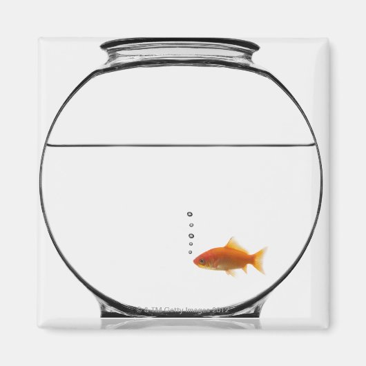 Goldfish in bowl magneet (Voorkant)