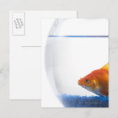 Goldfish in bowl op witte achtergrond briefkaart (Voorkant / Achterkant)