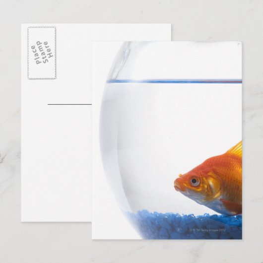 Goldfish in bowl op witte achtergrond briefkaart (Voorkant / Achterkant)