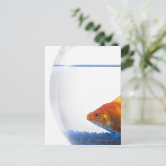 Goldfish in bowl op witte achtergrond briefkaart (Staand voorkant)