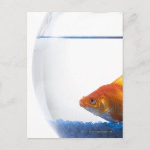 Goldfish in bowl op witte achtergrond briefkaart