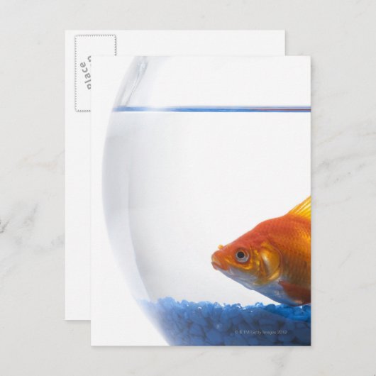Goldfish in bowl op witte achtergrond briefkaart (Voorkant / Achterkant)