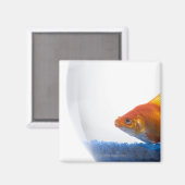Goldfish in bowl op witte achtergrond magneet (Voorkant / Achterkant)