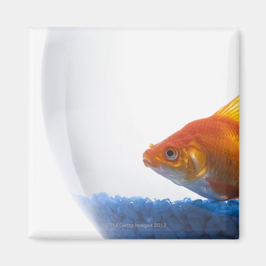 Goldfish in bowl op witte achtergrond magneet (Voorkant)