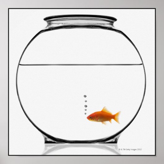Goldfish in bowl poster (Voorkant)