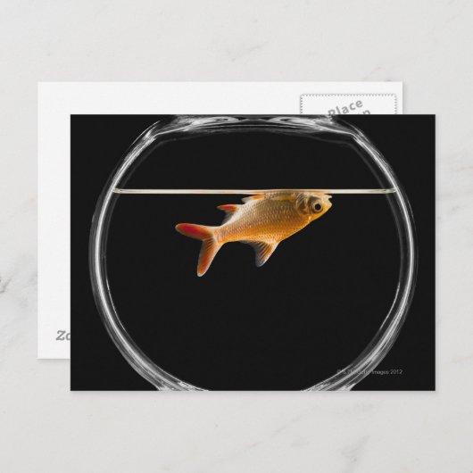 Goldfish in kom 2 briefkaart (Voorkant / Achterkant)