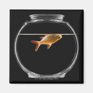 Goldfish in kom 2 magneet