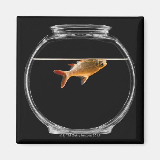 Goldfish in kom 2 magneet (Voorkant)