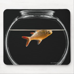 Goldfish in kom 2 muismat