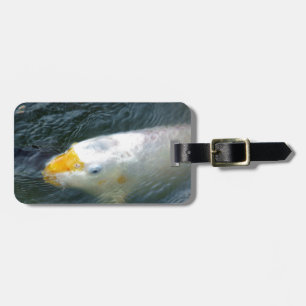 Goldfish in Lake Bagagelabel