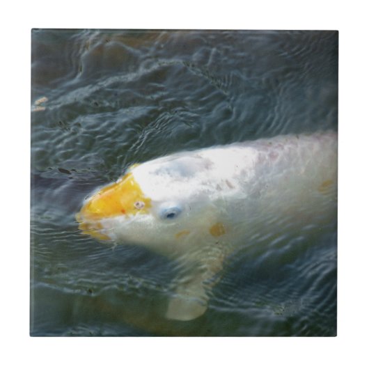 Goldfish in Lake Tegeltje (Voorkant)