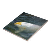 Goldfish in Lake Tegeltje (Zijkant)